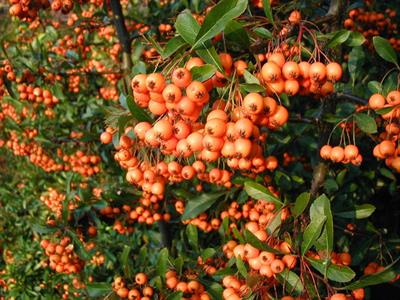 Pyracantha coccinea